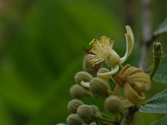 Grewia serrulata