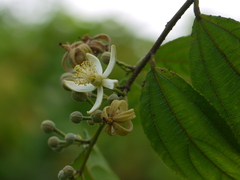 Grewia serrulata