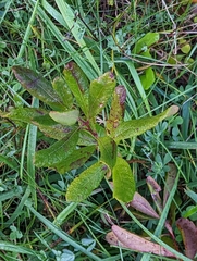 Salix cinerea