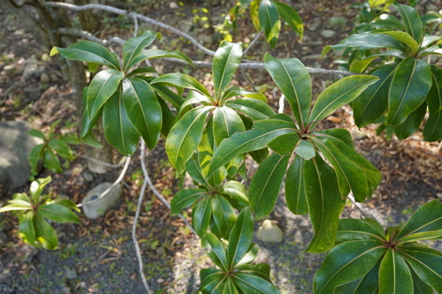 Lecythidaceae image