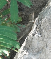 Sceloporus merriami