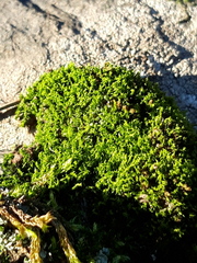 Dicranum montanum