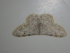 Idaea camparia