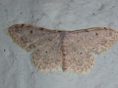 Idaea camparia