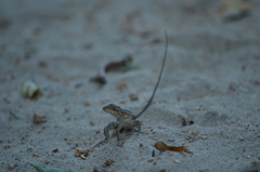 Sceloporus siniferus