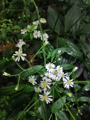Aster ageratoides