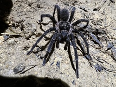 Cyrtopholis portoricae