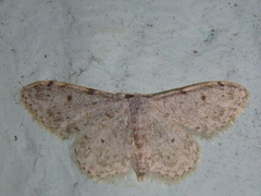Idaea camparia