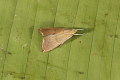 Trischistognatha pyrenealis