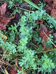 Lotus corniculatus