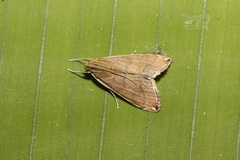 Trischistognatha pyrenealis