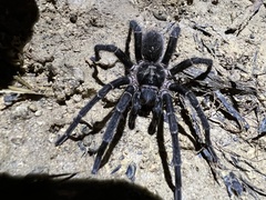 Cyrtopholis portoricae