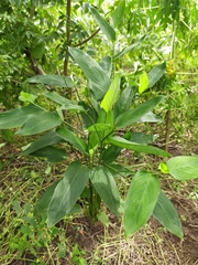 Maranta arundinacea