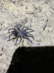 Cyrtopholis portoricae