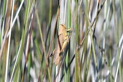 Schistocerca rubiginosa