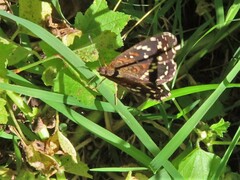 Anthanassa texana texana