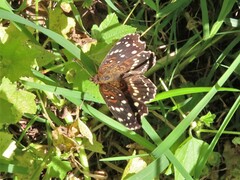 Anthanassa texana texana