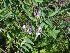 Galega
