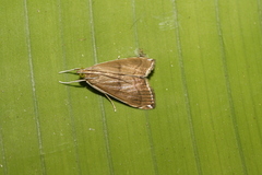 Trischistognatha pyrenealis