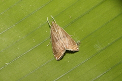 Trischistognatha pyrenealis