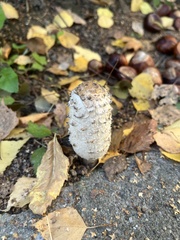 Coprinus comatus