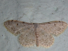 Idaea camparia