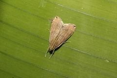 Trischistognatha pyrenealis