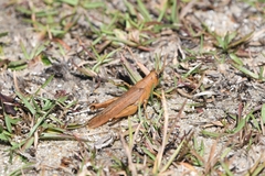 Schistocerca rubiginosa