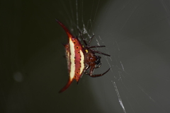 Gasteracantha milvoides