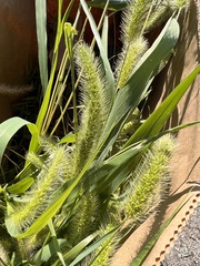 Setaria faberi