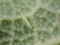 Micantulina stigmatipennis