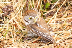 Glaucidium nana