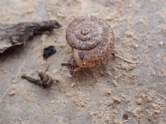 Xerotricha conspurcata