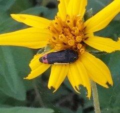 Acmaeodera flavomarginata