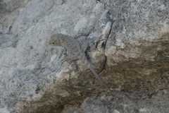 Sceloporus merriami