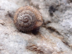 Xerotricha conspurcata