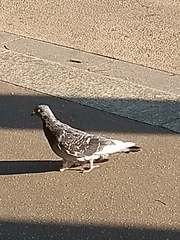 Columba livia domestica