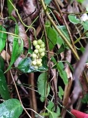 Schisandra propinqua