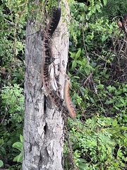 Drymarchon melanurus