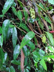 Schisandra propinqua