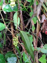 Schisandra propinqua