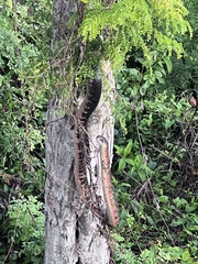 Drymarchon melanurus