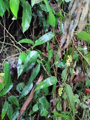 Schisandra propinqua