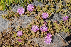 Aizoaceae