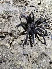 Cyrtopholis portoricae