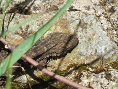 Tarentola mauritanica