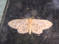 Idaea inquinata