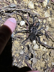 Cyrtopholis portoricae