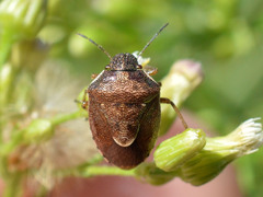 Rubiconia intermedia