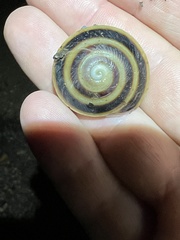 Caracolus marginella